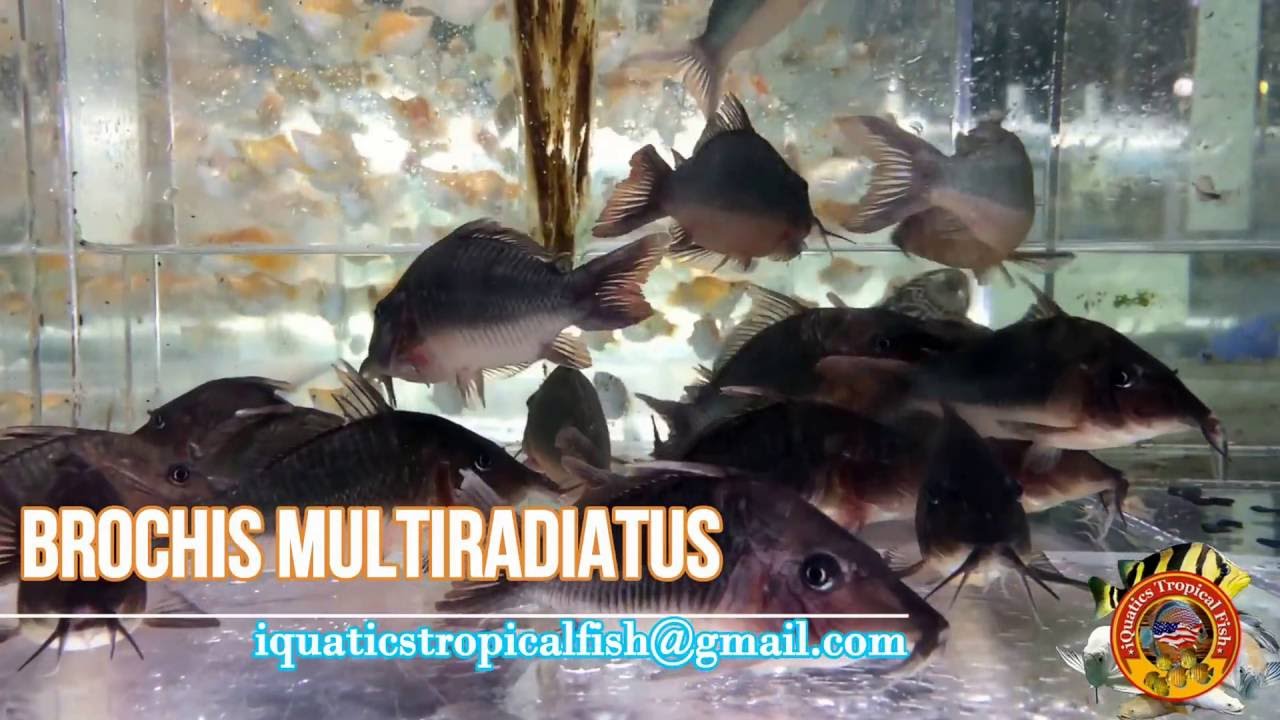 Brochis Multiradiatus - Hognosed Brochis