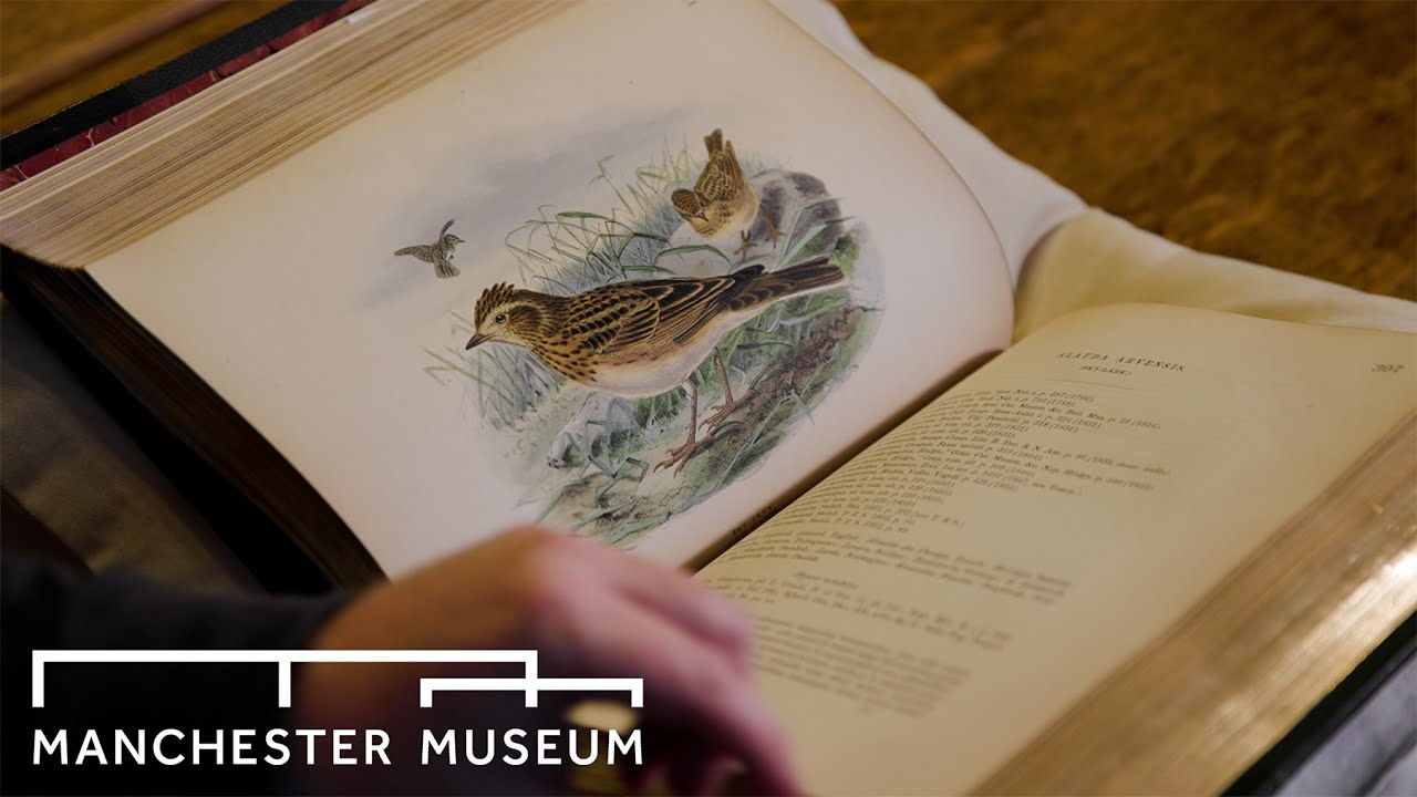 Henry Dresser's A History of the Birds of Europe | Manchester Museum