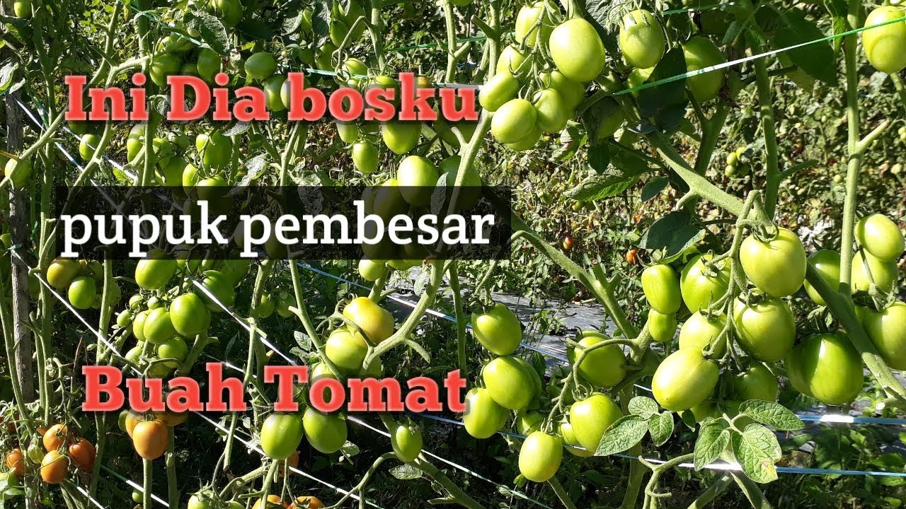 #TOMAT MARVEL F1#Pupuk pembesar buah tomat#21