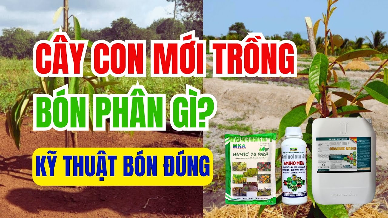 Hiểu về cây trồng khi nào cây cần phân bón? Phần 1: Cây con mới trồng bón phân gì?