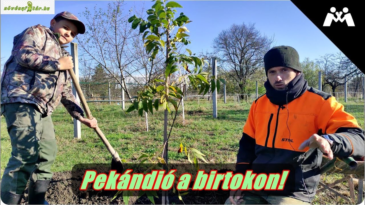 🌳 Pekándió a birtokon!  - Megérkeztek a fa csemeték!  🌳