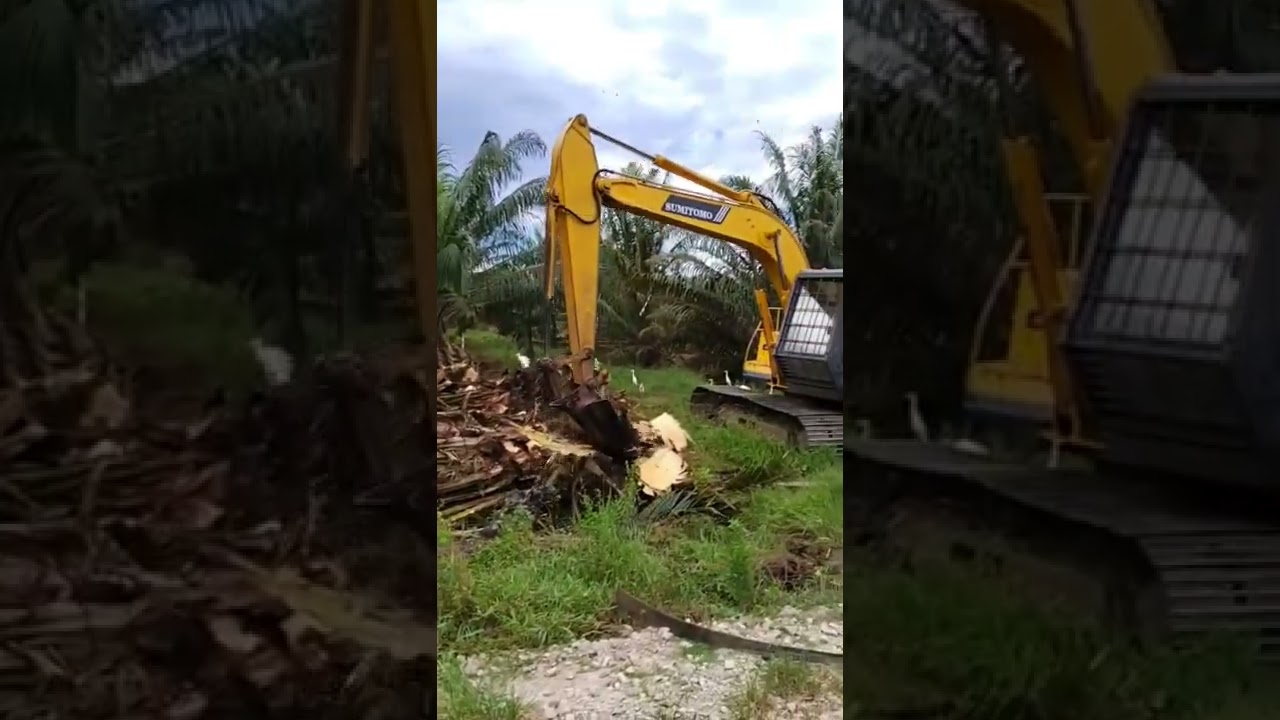 Chipping Oil Palm for replanting.