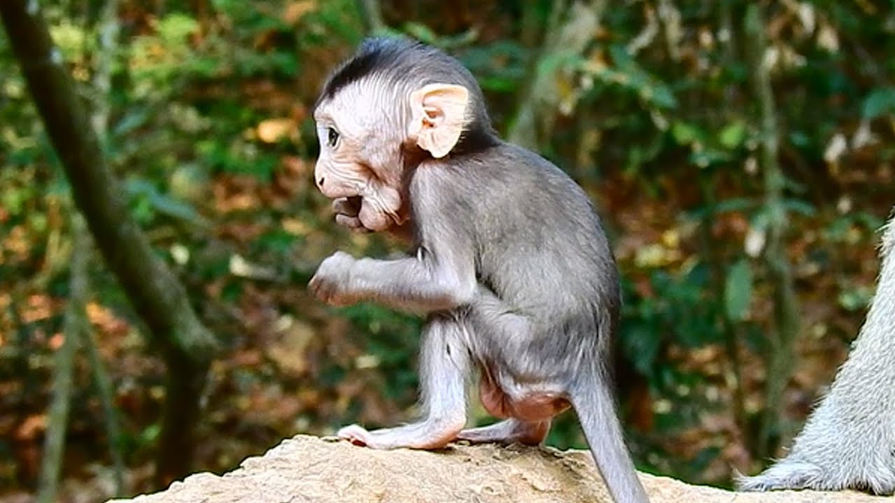 OMG !! Billion Painful Amara Monkey Nearly Depression When She Seen Baby Annie Got Seriously Attacke
