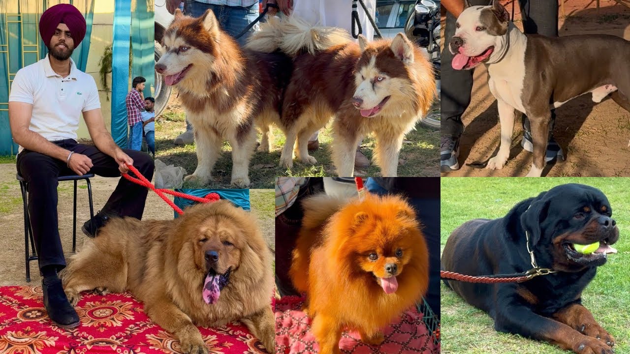 NABHA DOG SHOW 2025 🔥 Last dog show of this season ‼️ MUST WATCH 🐶 DHANOA KENNEL ❤️