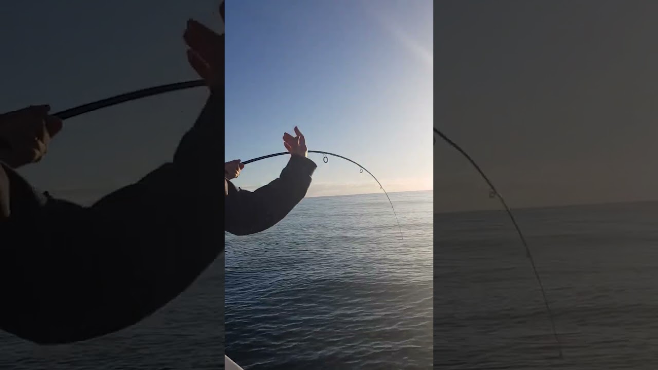 1 Metre Pink Snapper on 12lb Line