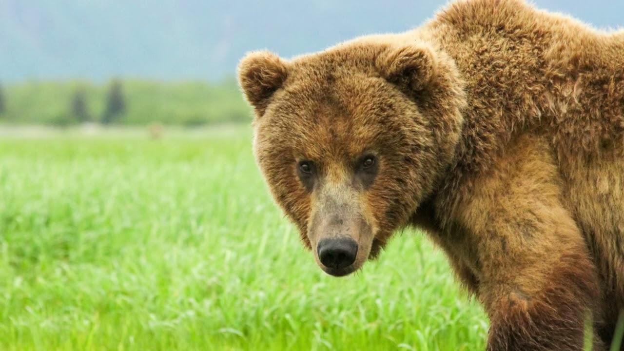Hallo Bay, Katmai National Park - Bear Viewing