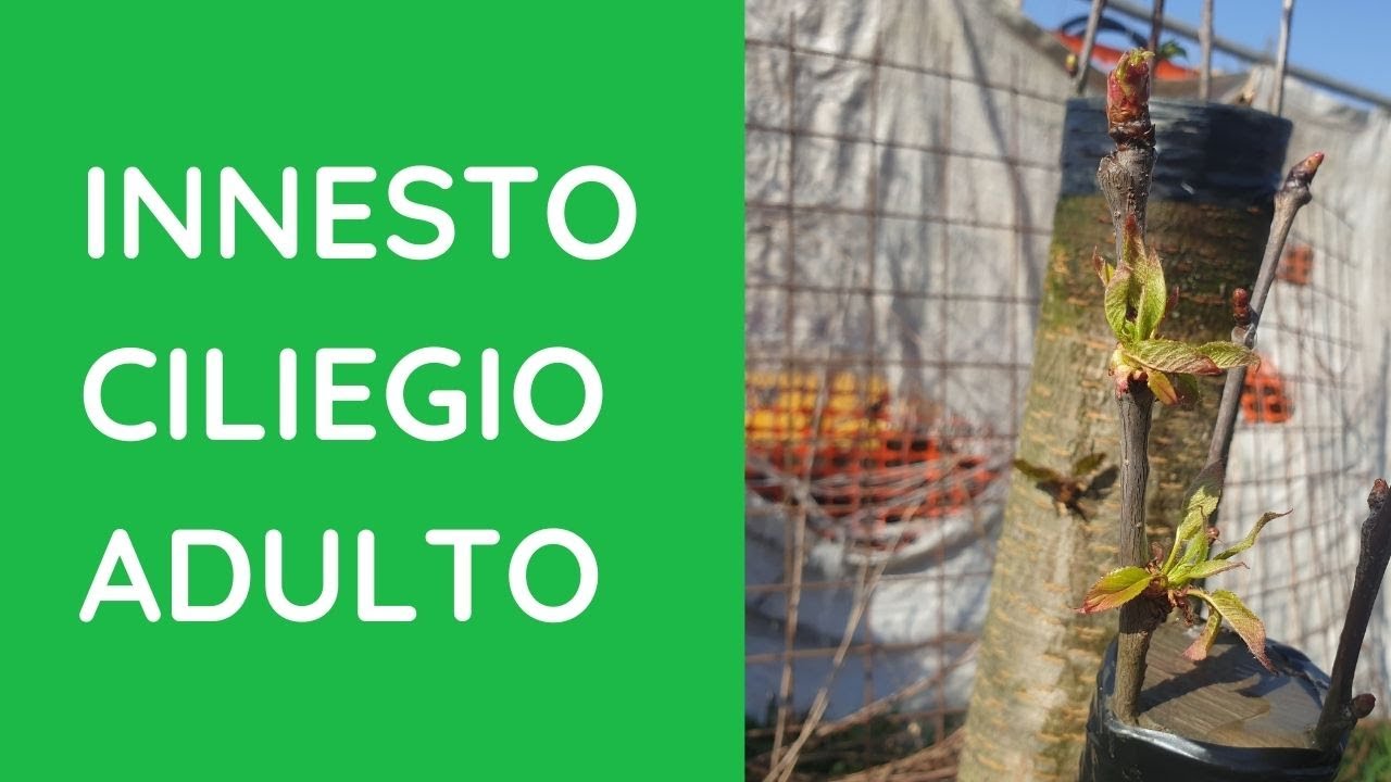 Innesto Ciliegio adulto
