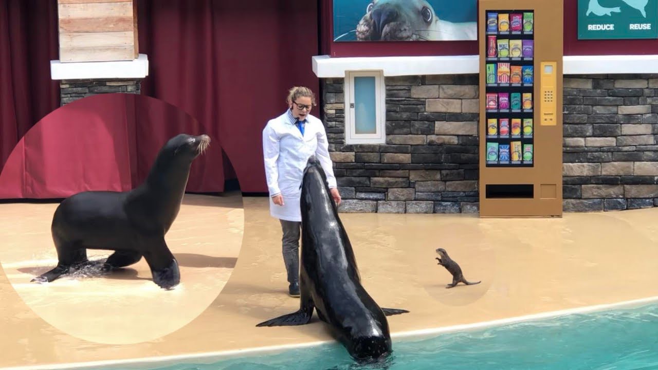 Sea lion and Otter Spotlight (Full video)