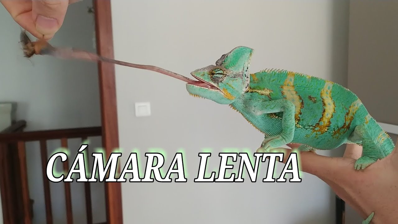 Camaleón comiendo a cámara lenta (actualizado)