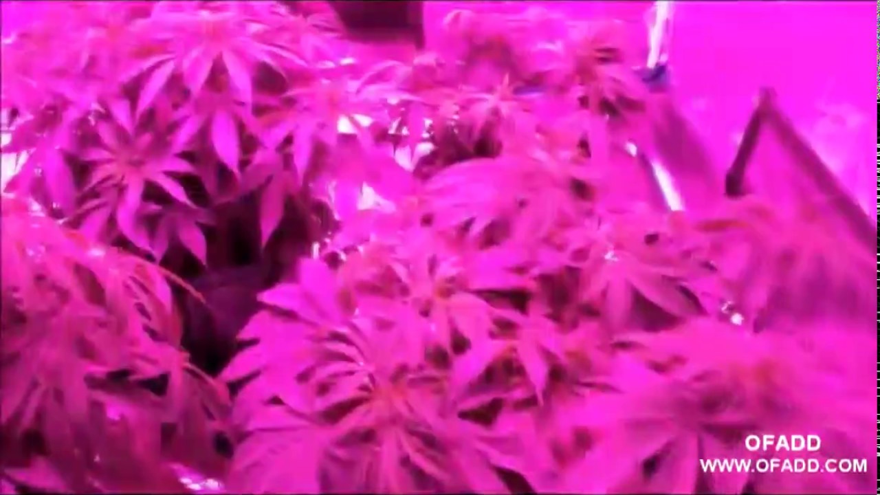 full spectrum LED grow lights LED grow lights,Look at this,medical marijuana