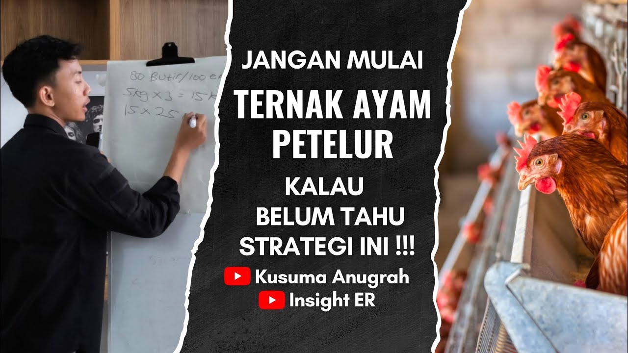 MODAL PAS-PASAN, TERNAK AYAM TETAP JALAN‼️Strategi Ternak Ayam Petelur Saat Modal Minim ‼️