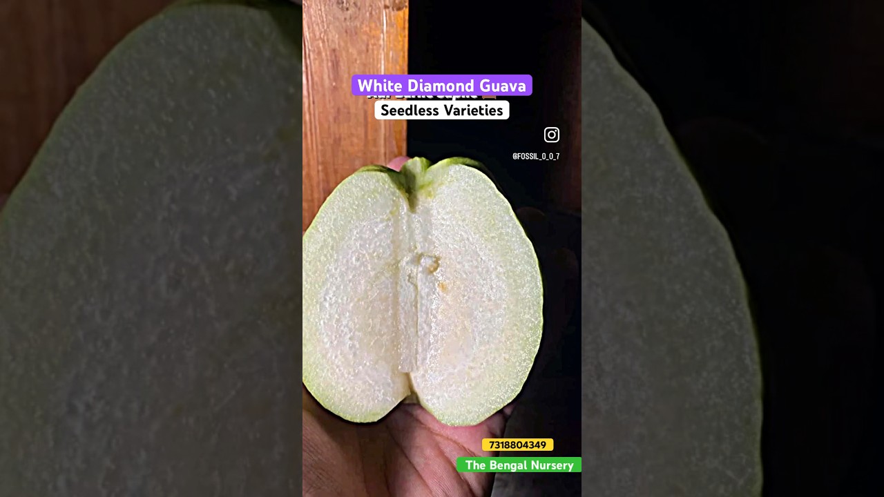 Jambu Biji Berlian Putih. Tanaman 🌱 Tersedia ☎️7318804349 #jambubi #amrud #tanamanjambubi #jambubiberlianputih
