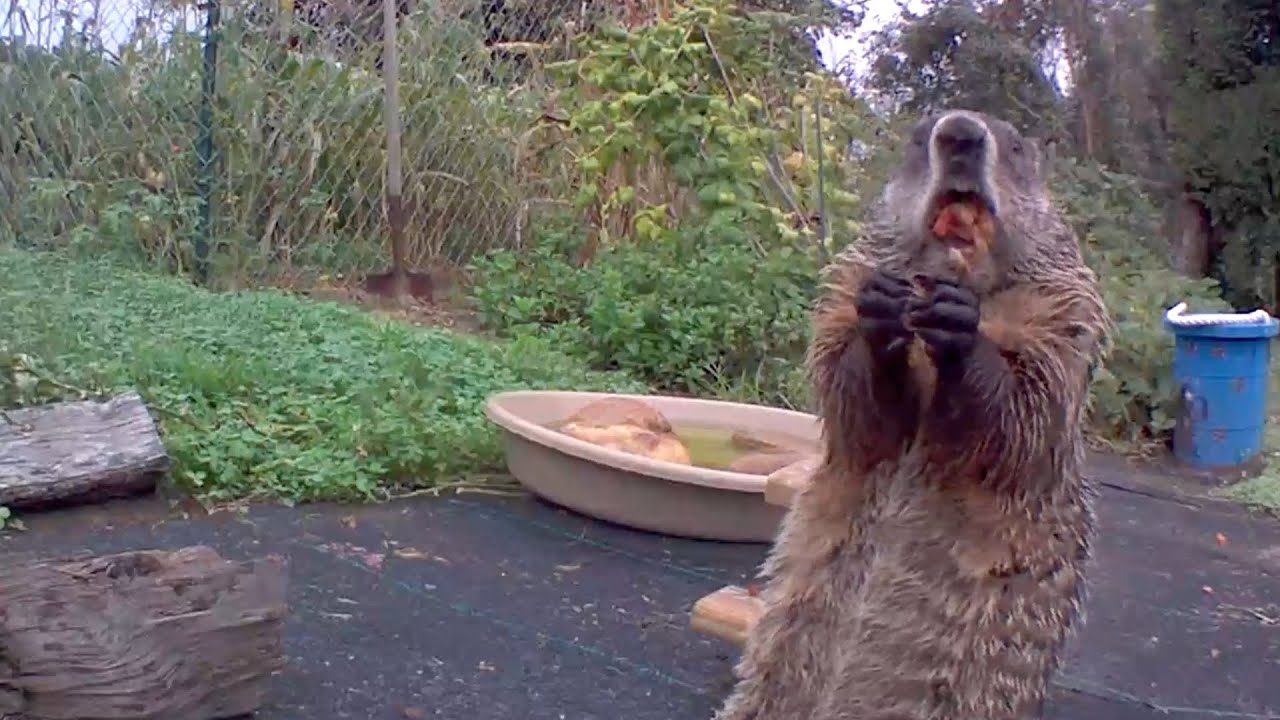 Eating In The Rain