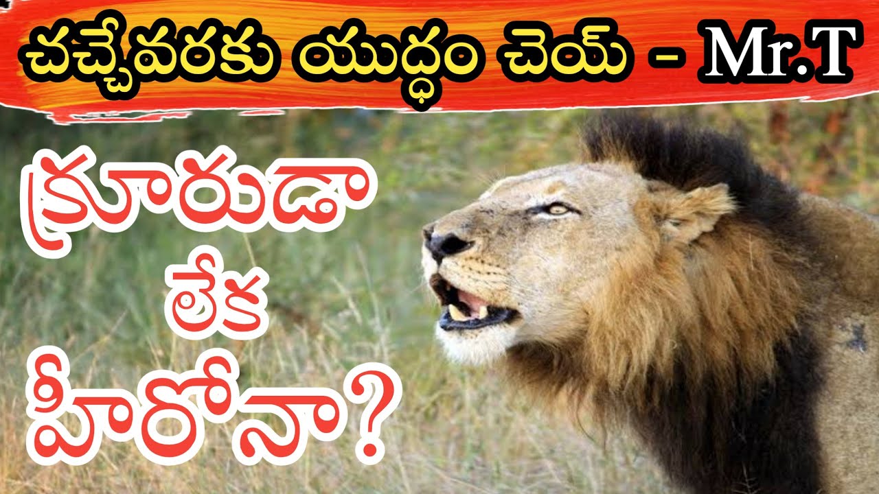 Mr.T Lion Life in Telugu | Mapogo Lion Mr.T Hero or Savage? | Unique Praveen