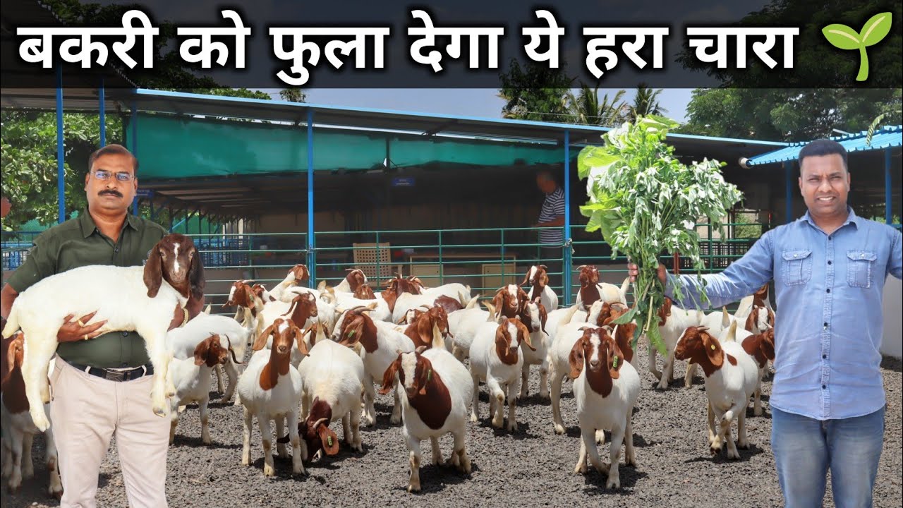 बकरी को मोटी कर वजन बढ़ा देगा ये हरा चारा | Best Green Fodder For Goats | Goat Farming