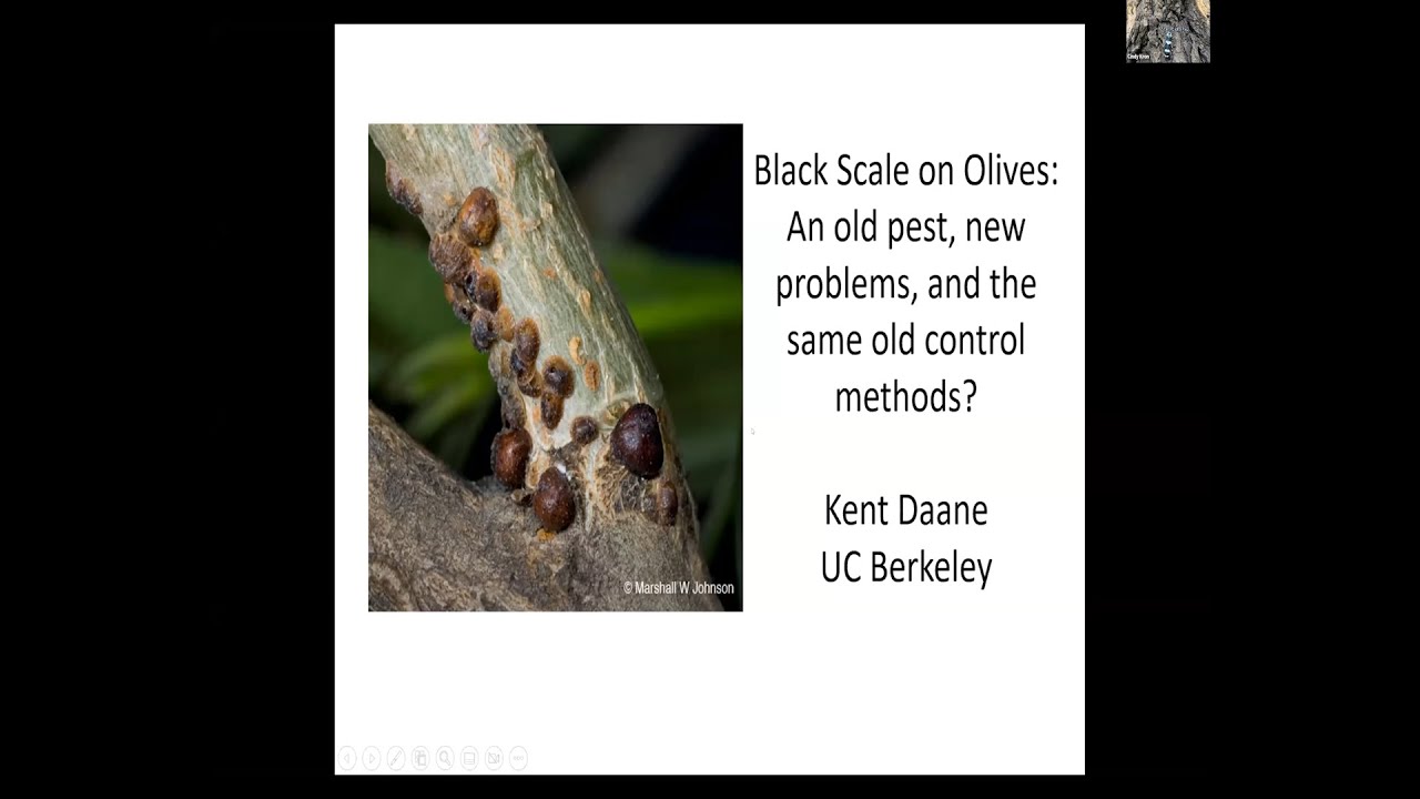 Talk #1: Black Scale on Olives with Kent Daane
