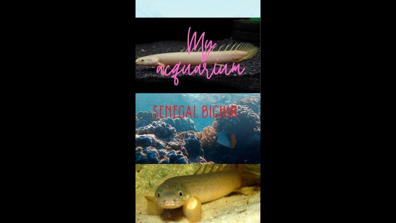 Senegal bichir fish | Aquarium