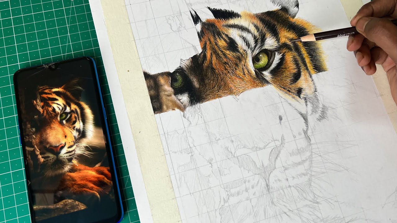 Drawing Tiger with color pencil step by step tutorial