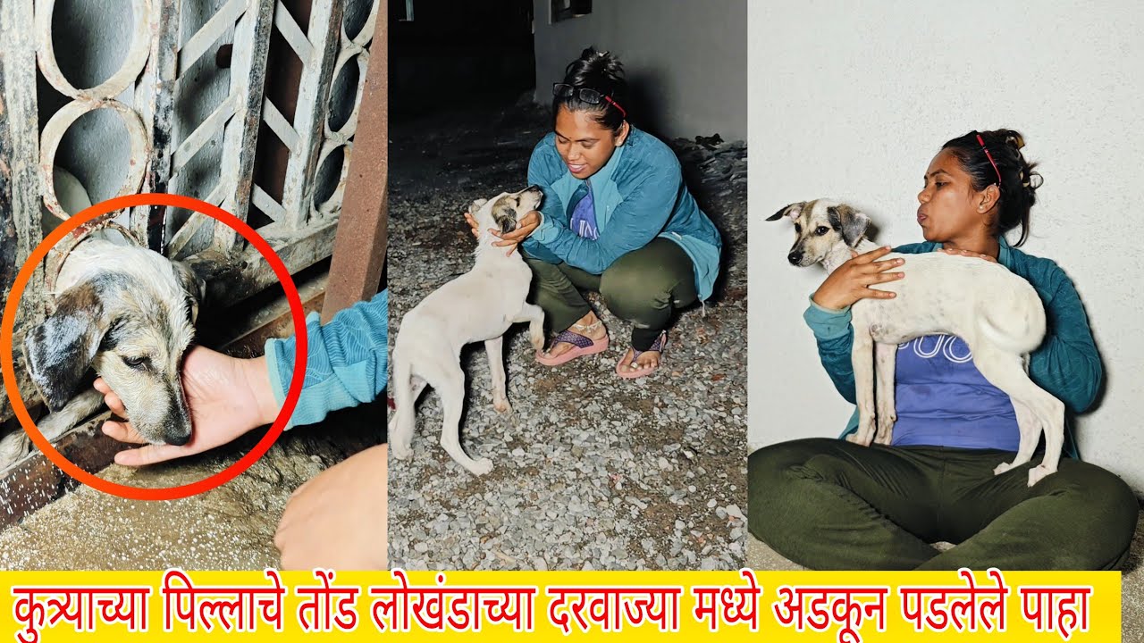 🐕बिचाऱ्या कुत्र्याच्या पिल्लाचे तोंड दरवाजा मध्ये अडकून पडलेले पाहा🥹🥹 #dog #doglover