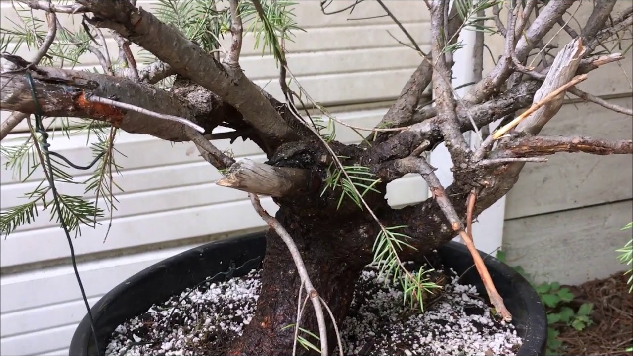 Collected Bonsai - Yamadori Bonsai