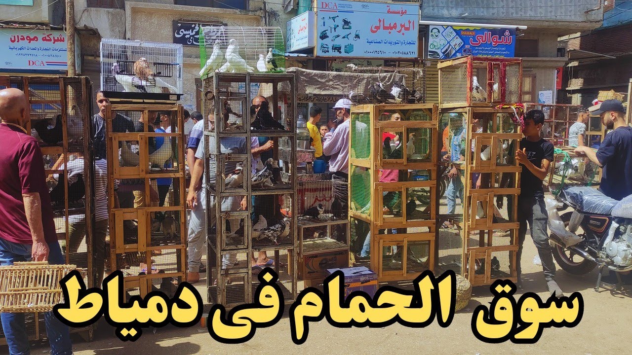 سوق الحمام انهارده في دمياط بالاسعار حمام ببلاش و مسابقه علي 100كاش