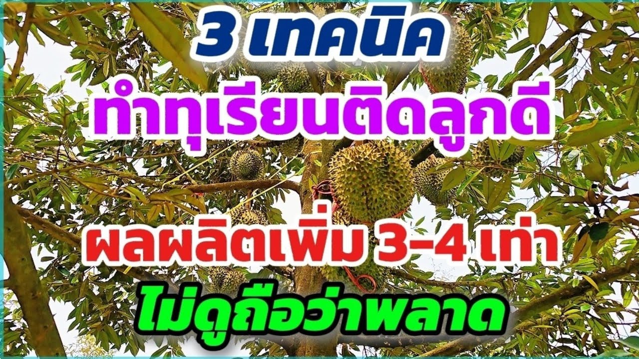 เทคนิค 3 ข้อ ที่ทำให้ทุเรียนติดดอกติดผลดี ช่วยทำให้ผลผลิตเพิ่มขึ้น 3-4 เท่า ไม่ดูถือว่าพลาด