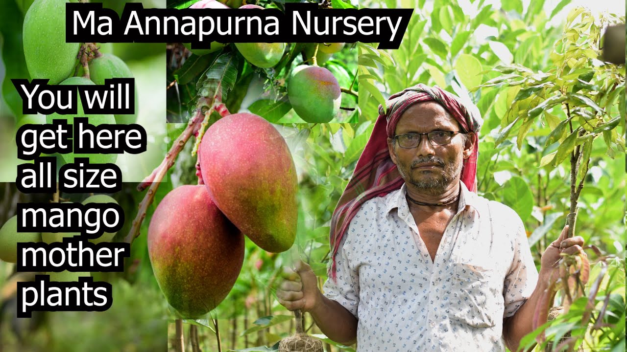 Ma Annapurna Nursery Mango Plant collection | Big size Mango plants | Mother plants available here