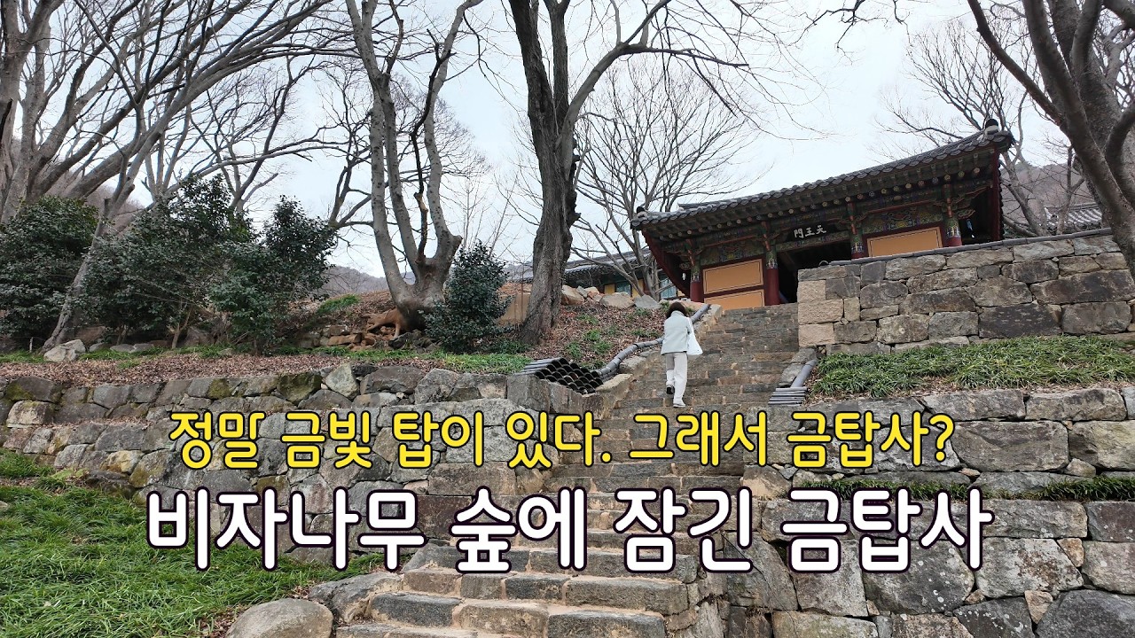 진짜 금탑이 있어서 금탑사, 비자나무 숲에 갇혔다. #금탑사 #고흥
