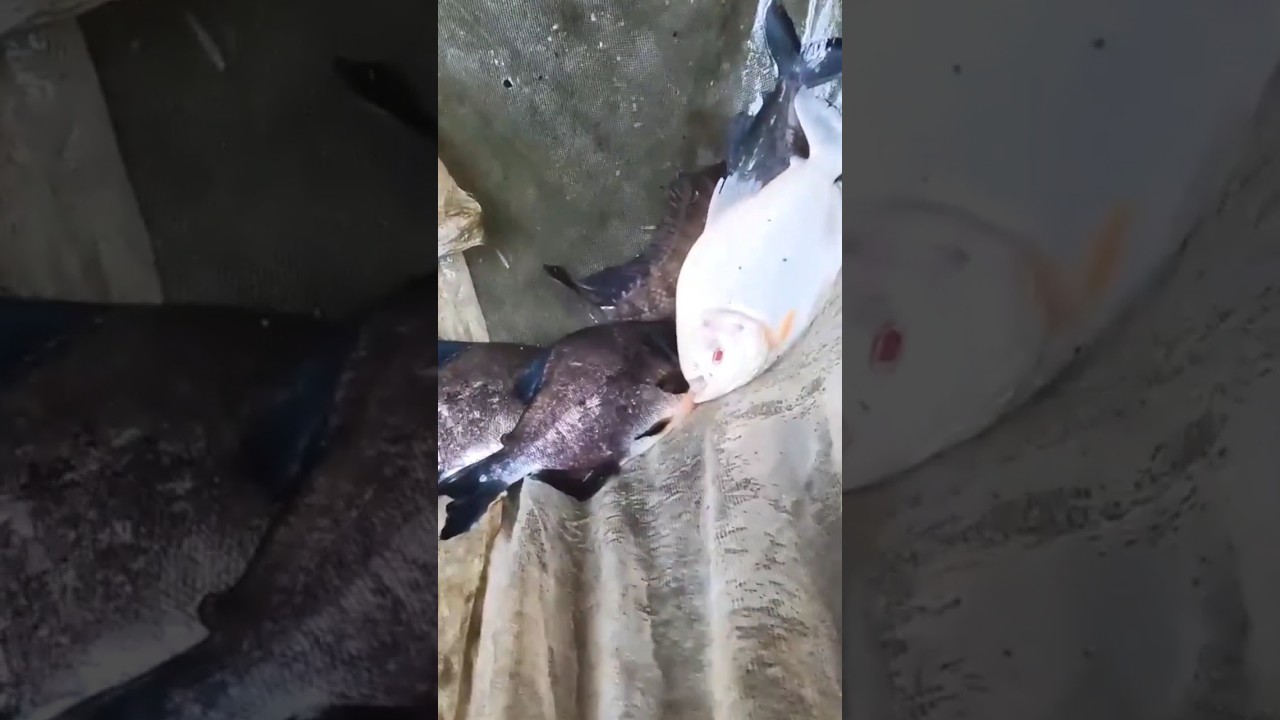 നട്ടർ വരെ ഞെട്ടിയ പടുത വിരിച്ചു ബിനോജ് Nutter Fish Farming #shorts #fish_harvesting #fishing