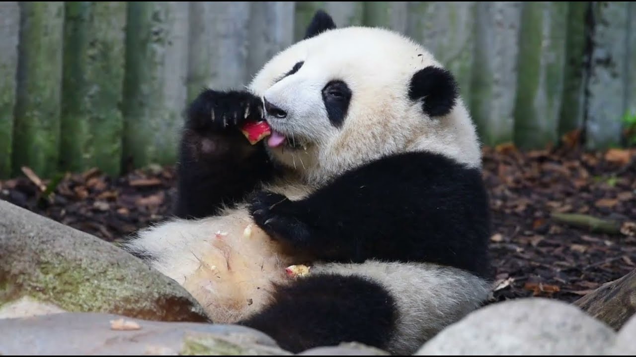 花花吃苹果真的越看越好笑, 吐出来的苹果渣还要回收利用榨汁几遍😂 HeHua put the spitout apple pomace back to the mouth juicing again