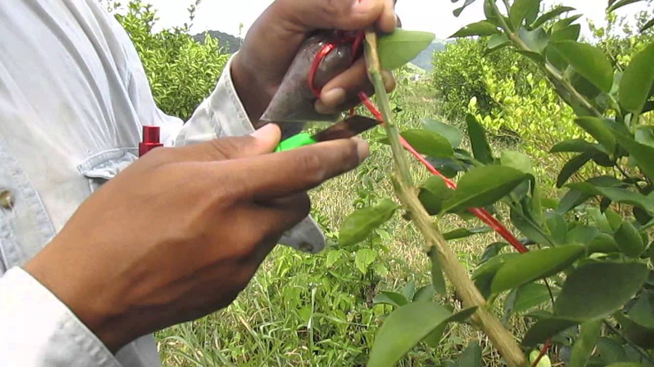 การขยายพันธุ์มะนาวด้วยวิธีการตอนกิ่ง(Lime propagation by air layering)