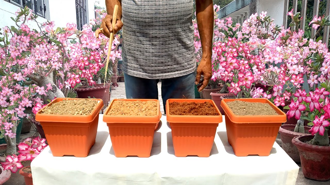 Best Potting Mix for More Adenium Flowers and Seeds || See Miraculous Result