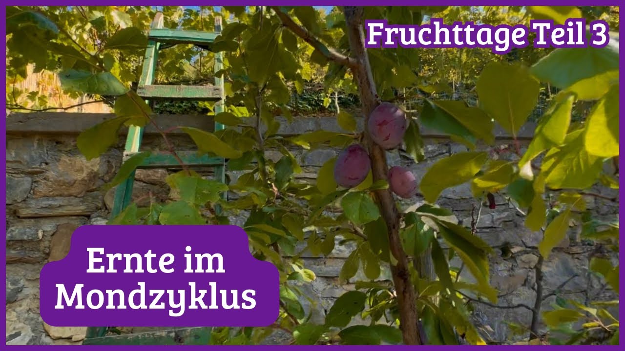 Ernte im Mondzyklus & Selbstversorger-Alltag im Garten, Lavendel-Ableger & mehr | Fruchttage Teil 3