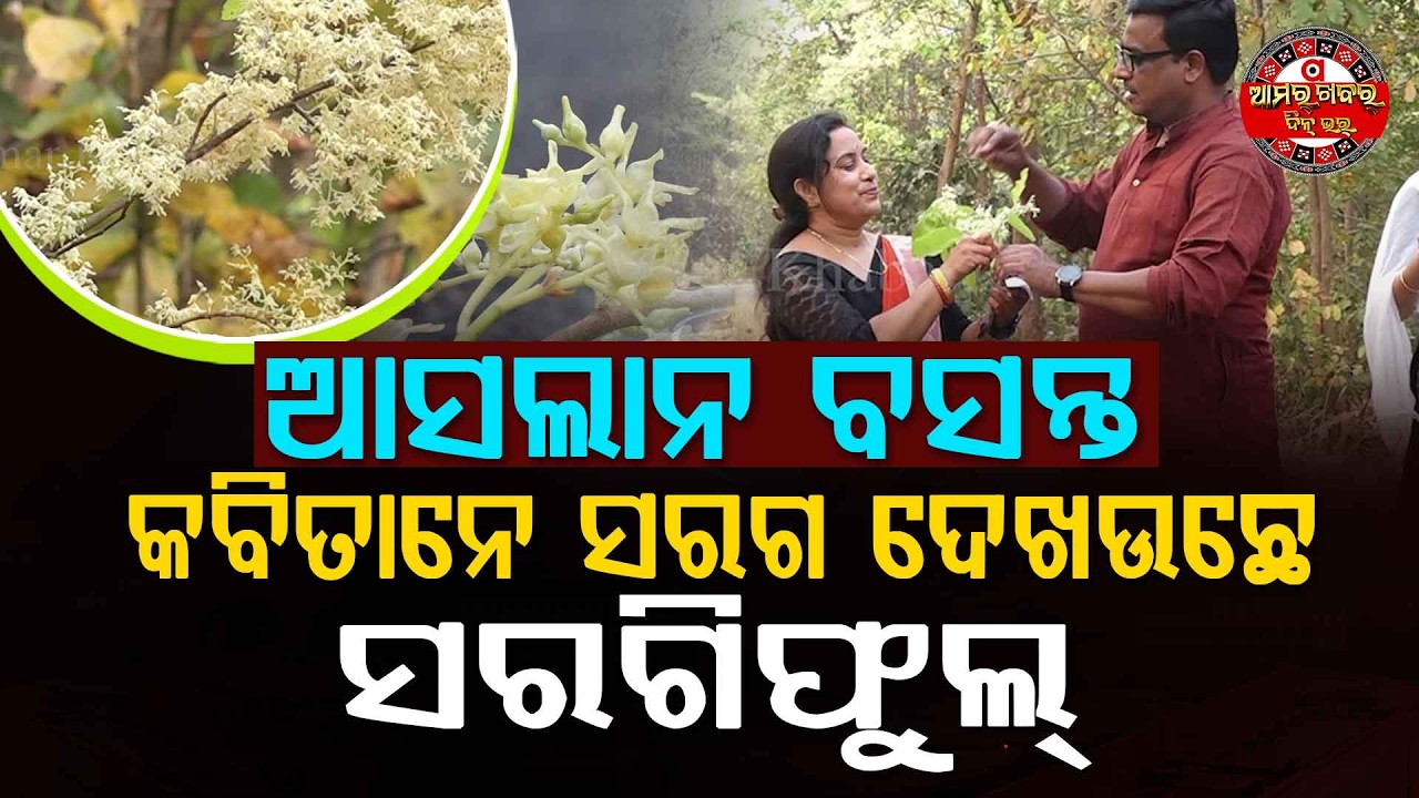 ସରଗି ଫୁଲର ମହକନେ କବି ଆର୍ ଲେଖକ୍ | Poets and writers delighted by the fragrance of Sargi flowers.