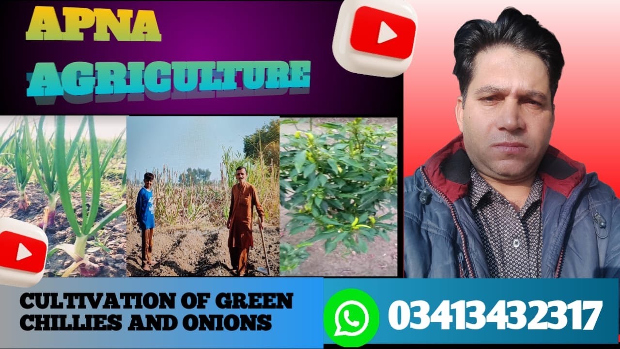Cultivation of green chillies and onions #agriculture #panjab