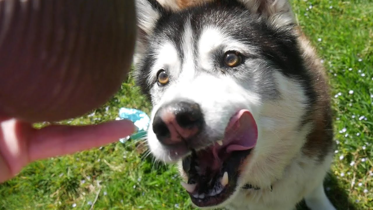 Naughty GRANNY shares NOOKS Easter Egg with DIETING SHERPA!  .. DOG FRIENDLY EGG ..