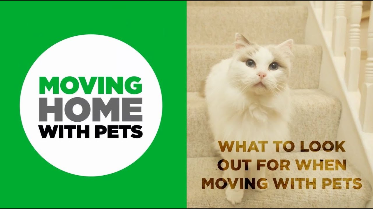 How to reduce stress for your pets when moving house
