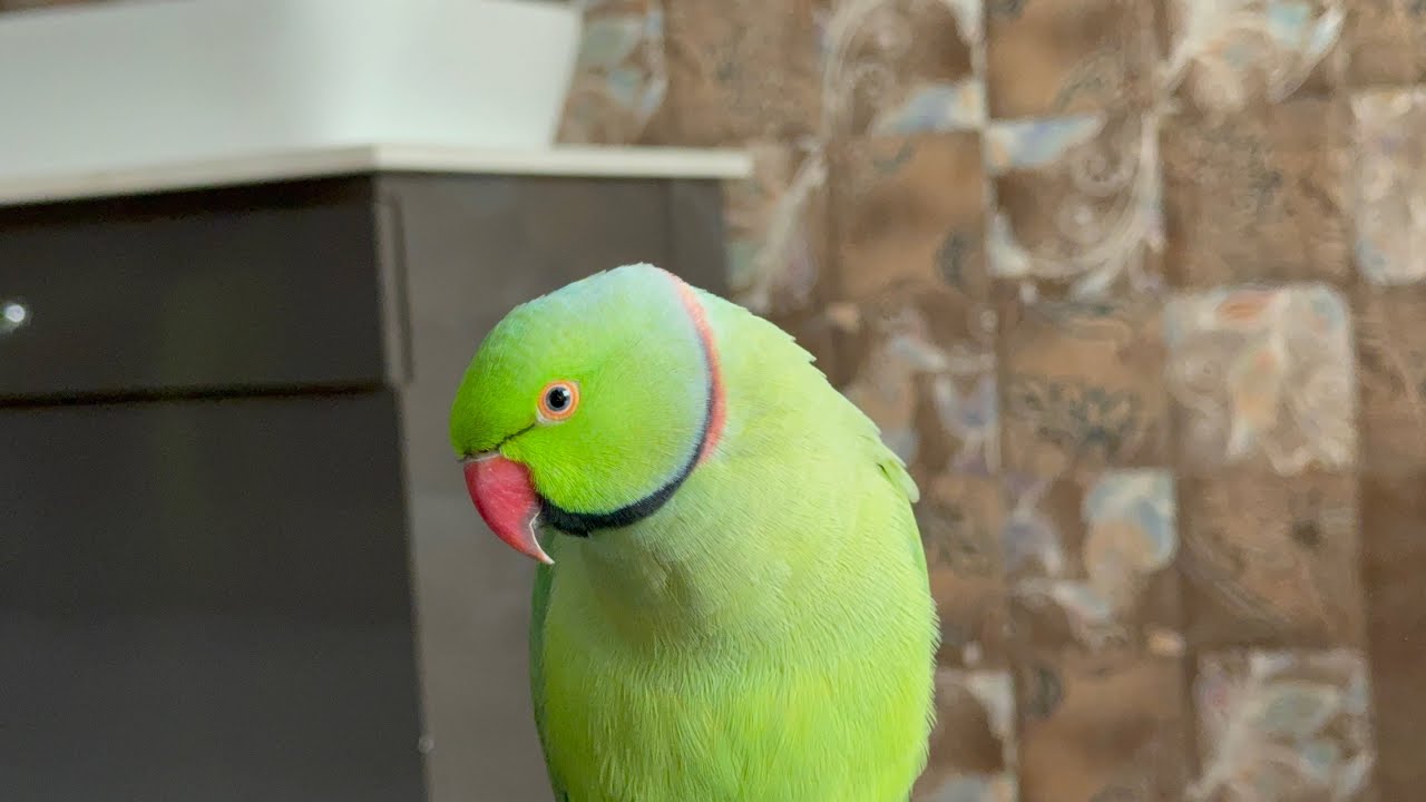 Parrot is so smart he amazed me with his new Skill 🦜😱