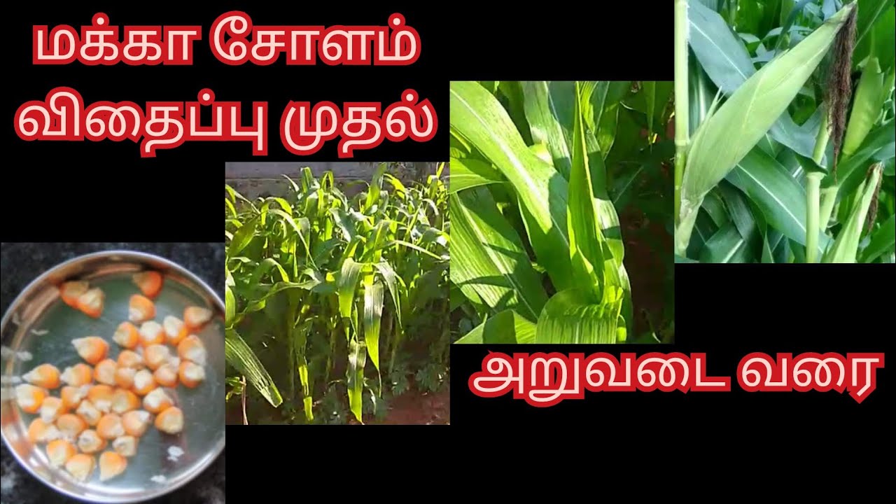மக்கா சோளம் விதைப்பு முதல் அறுவடை வரை/How to grow Makka Cholam/Corn Growth to Harvest#BabyCornGrowth
