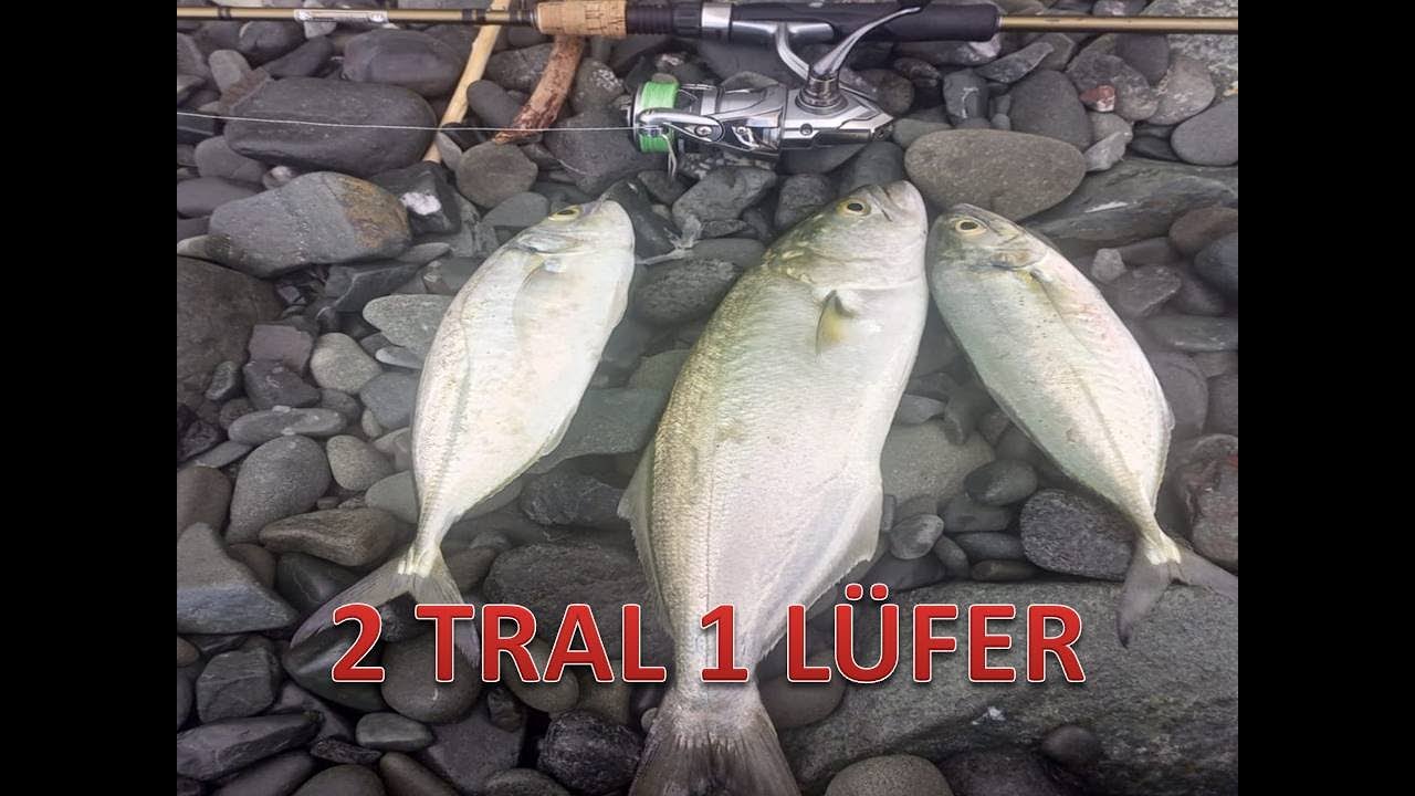 LRF ile Balık avı (2 Tral 1 Lüfer)