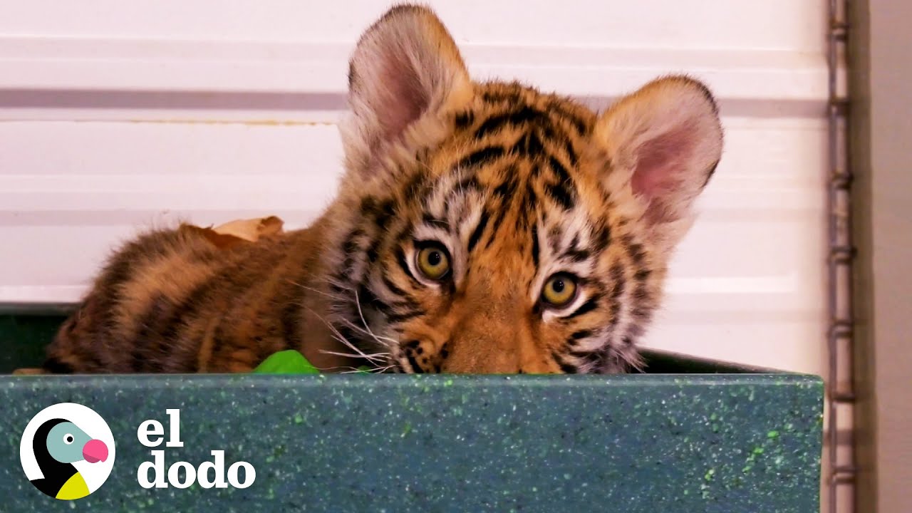 Cachorro de tigre pequeñito es un hombre salvaje ahora | Pequeño y Valiente | El Dodo