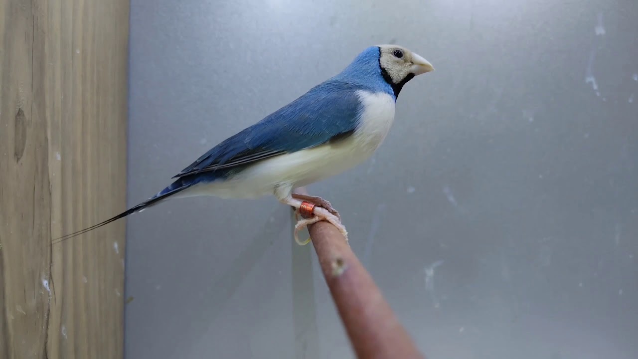 فنچ ها #فنچ #Finch یک نکته مهم تعداد فنچ ها در قفس همیشه بیشتر از یکی باشد عشقااااااا❣️🤪🥰