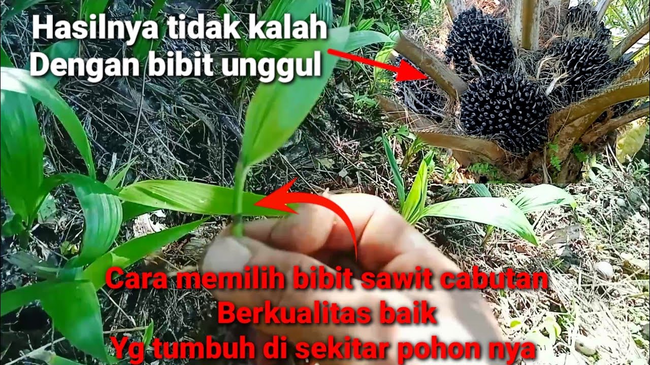 cara memilih bibit sawit cabutan berkualitas baik yang tumbuh di bawah pohon nya