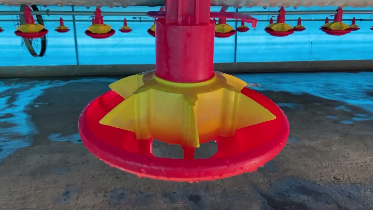 Como é feita a lavagem do aviário