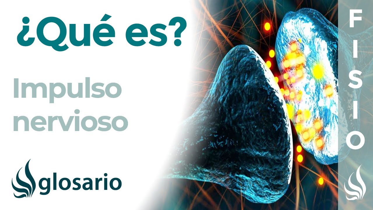 IMPULSO NERVIOSO | Qué es, mecanismo de acción, dónde se produce y cuál es su importancia