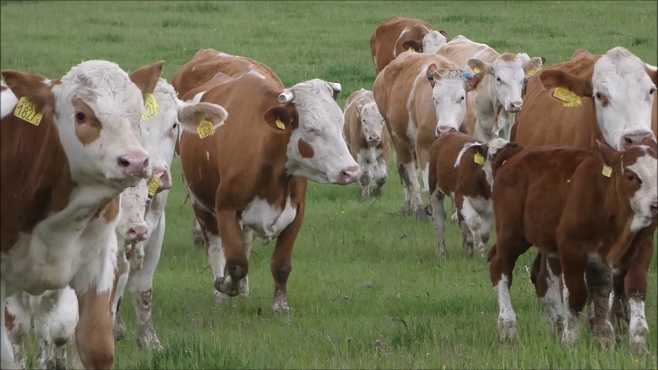 Magyartarka szarvasmarh&aacute;k kihajt&aacute;sa az Őrs&eacute;gi Nemzeti Parkban