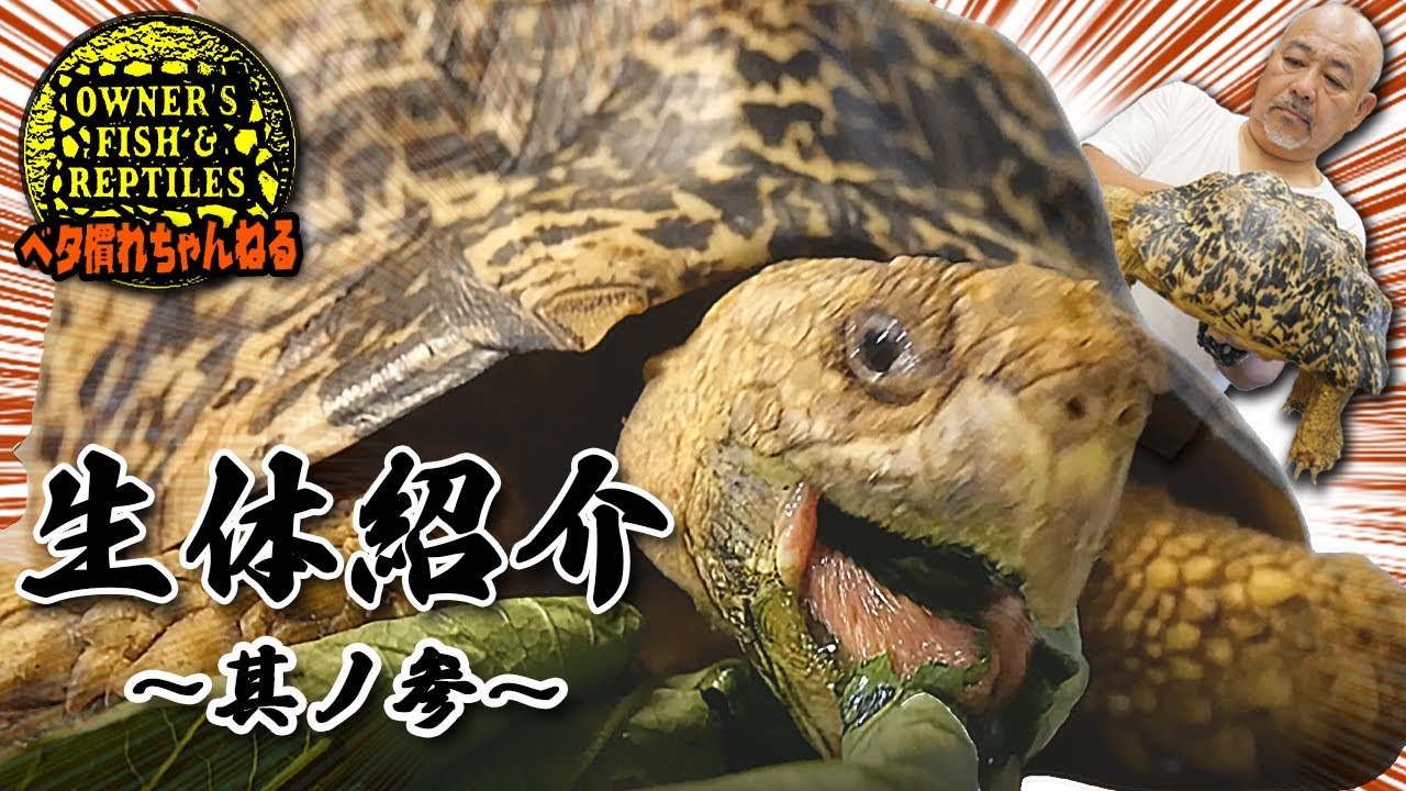 【生体紹介】ナミビアヒョウモンリクガメ【リクガメ】