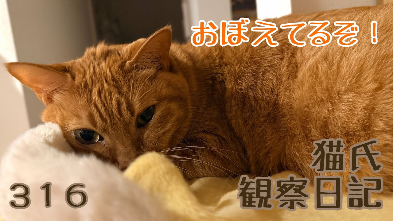 猫氏観察日記 おぼえてるぞ！