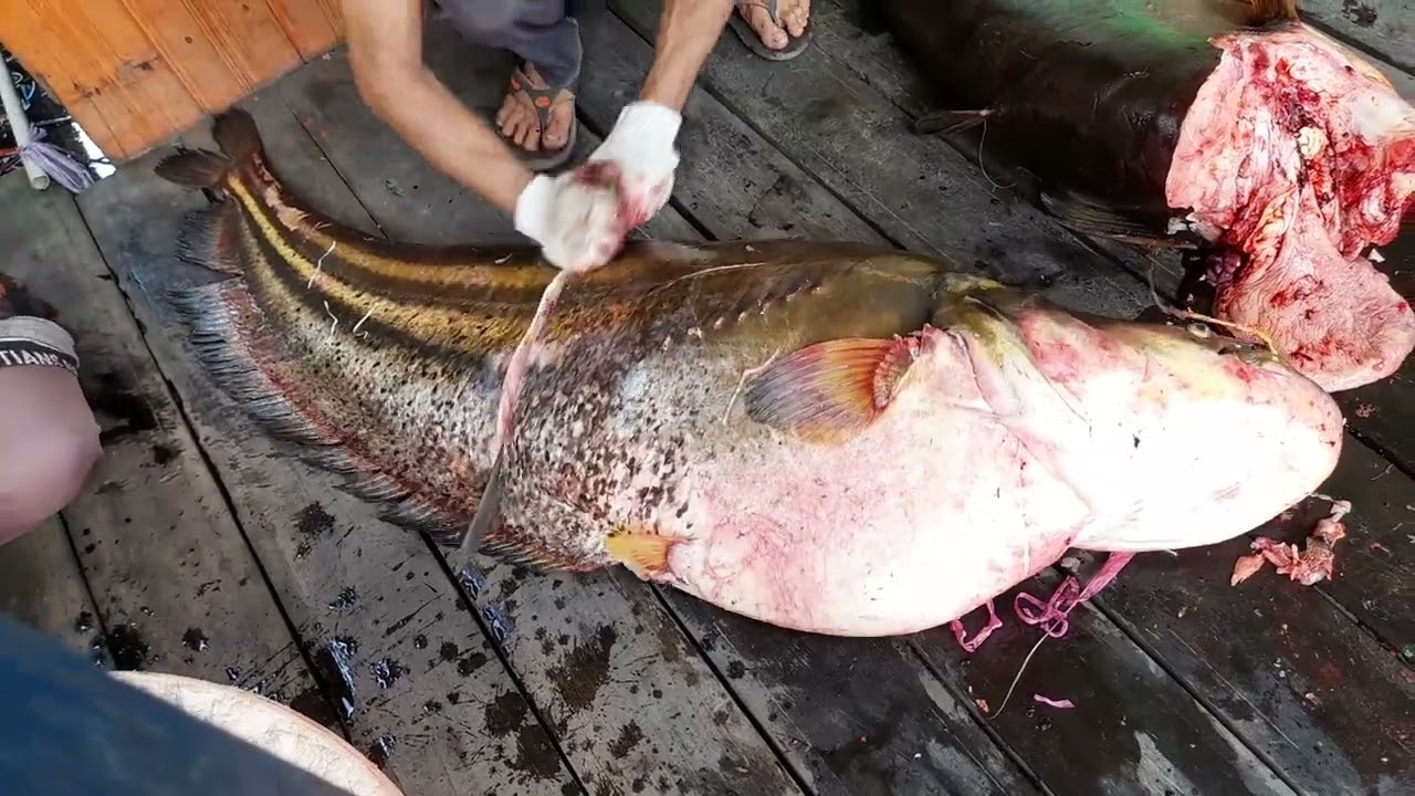 Keterampilan menakjubkan potong ikan tapah monster