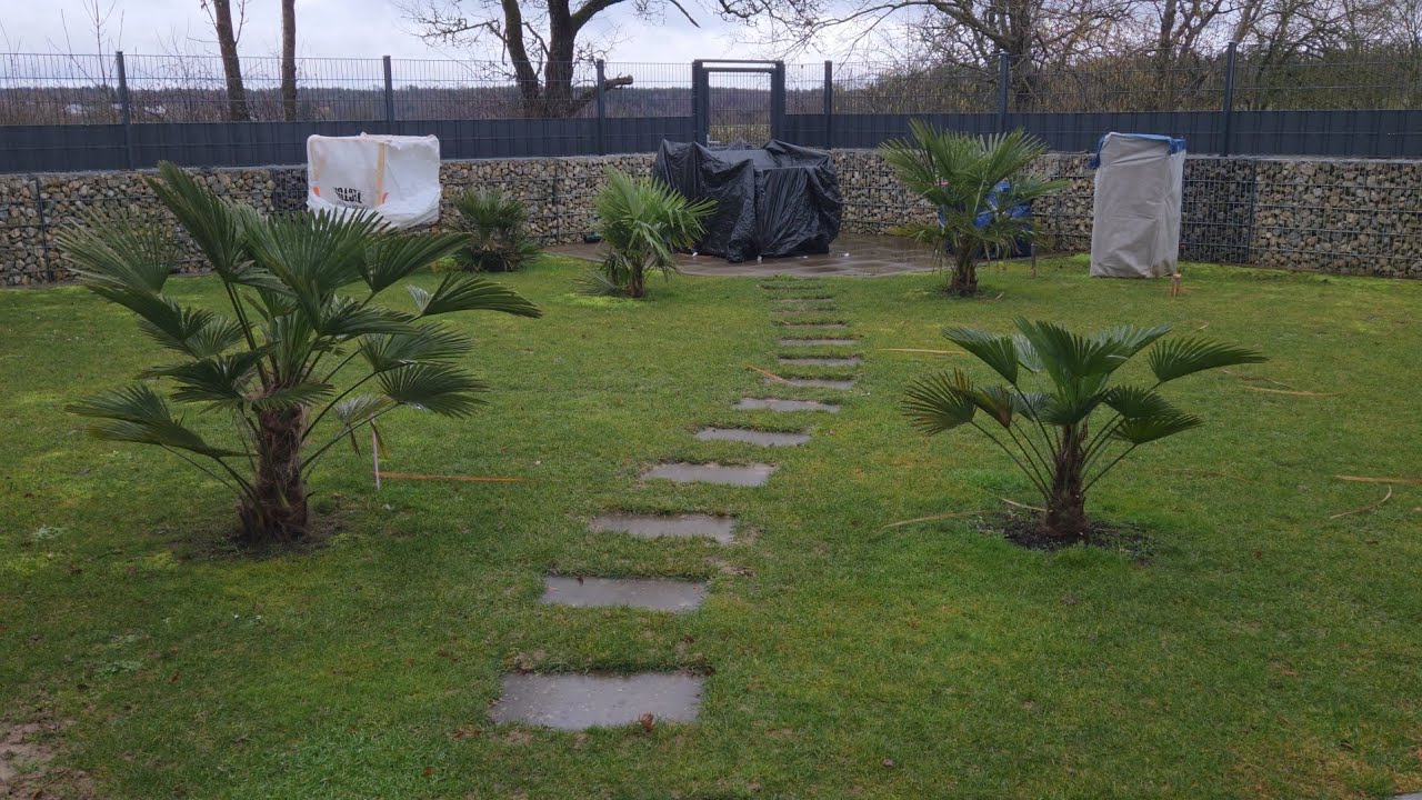 Palmy Odkryte po Zimie 2026 🌴 Jak Przetrwały Mrozy? | 22.02.26